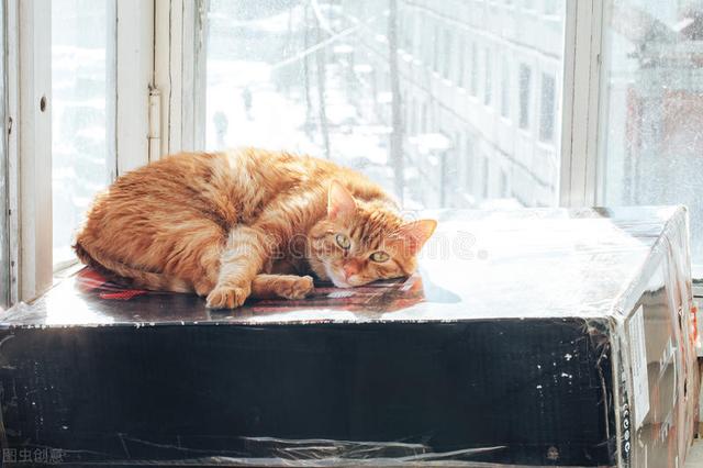 家猫:在家里称王的猫咪，出来就怂的不行是为什么？