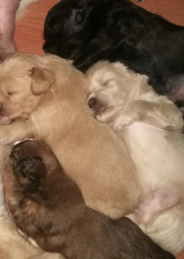 人奶喂狗的小说:江湖救急，没有妈妈的1月大的狗崽，怎样才能养活？