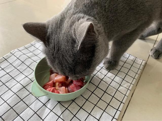 三文鱼边角料做猫饭:猫咪直接喂肉可以吗？需要注意什么？