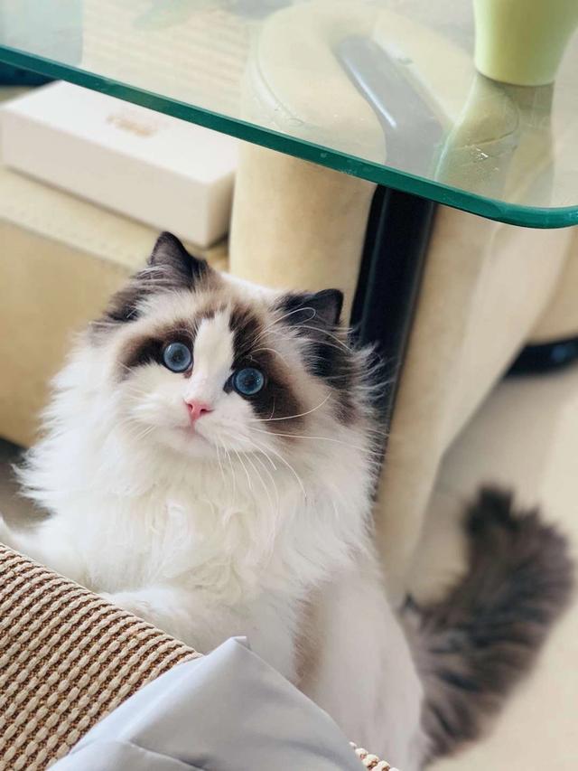 布偶猫多少钱一只:如果你喜欢一只布偶猫，你觉得你要月薪多少你才会买下它？