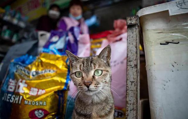 头条问答- 猫如果感染了冠状病毒，治疗麻烦吗？好治吗？(2个回答)