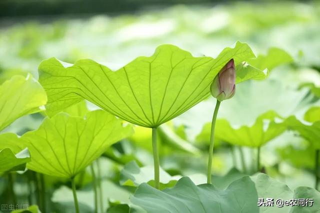 水鬼蕉叶子图片:有比芭蕉树叶还大的树叶吗？