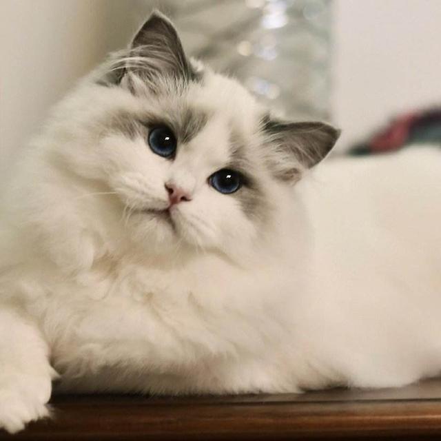 猫咪是不是真的比狗狗好养？