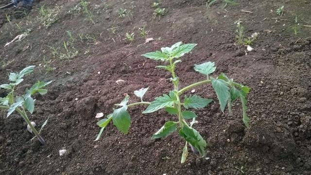 鸟眼辣椒:番茄溃疡病有什么危害？怎样防治？