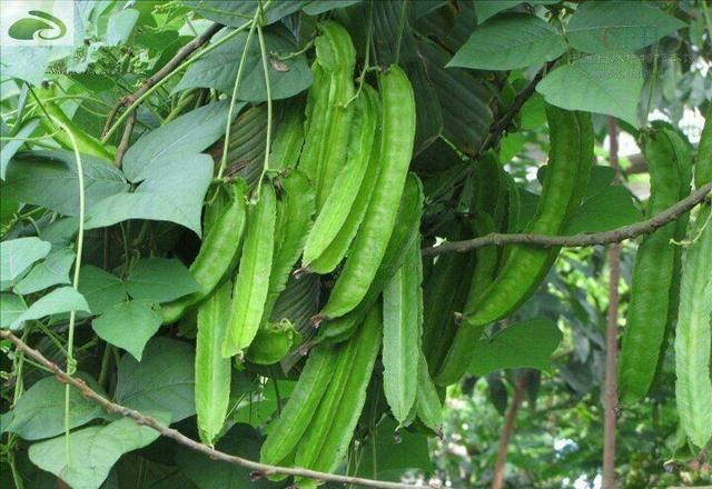 头条问答 四棱豆怎么进行栽种管理 有哪些技术要点 9个回答