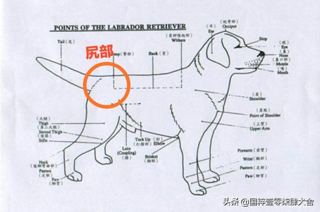 短腿猫前后腿不一样短:短腿猫咪，曼基康猫，养小短腿是种怎样体验呢？