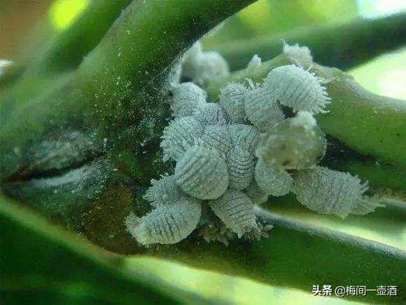 除虫菊酯:植物花卉常见的害虫有哪些？该怎么防治？