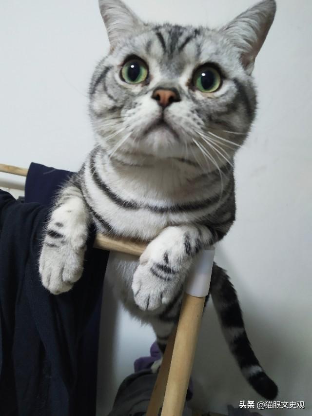 幼猫猫粮什么价:初次养猫，是一只四个月的普通家猫，该喂什么牌子的猫粮比较好？