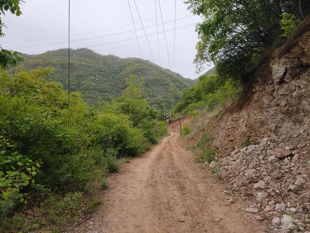 新藤惠美:地里长了许多葛根藤，怎么清除？