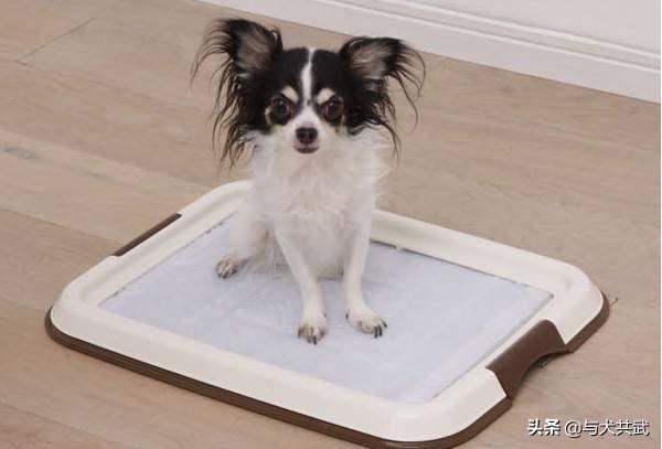 朵拉训练狗狗游戏攻略:三个月的小拉布拉多该怎么训练它成为听口令的狗狗？