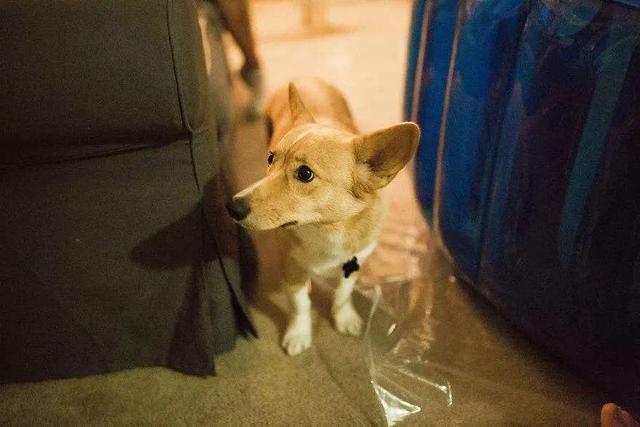 孕妇养猫的好处和坏处:请问一下，要准备怀孩子，家里就不能养猫咪吗？