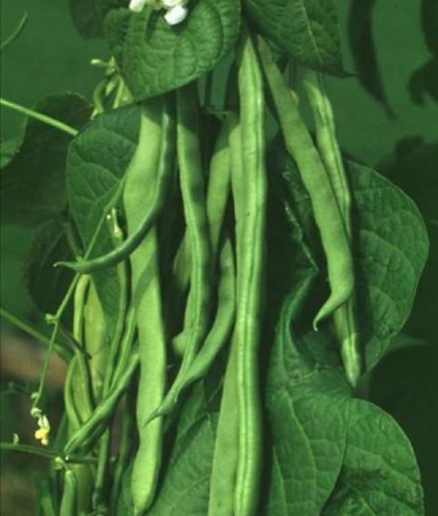 头条问答 芸豆适合在什么季节栽培 如何安排茬口 司马表农村的回答 0赞