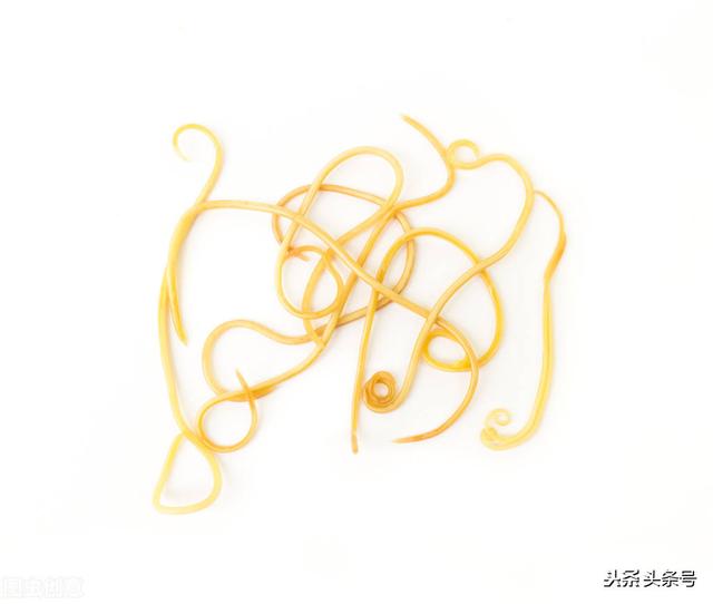 巨型等足虫:寄生在螳螂身体内的铁线虫，如果进入人体，可以控制人的行动吗