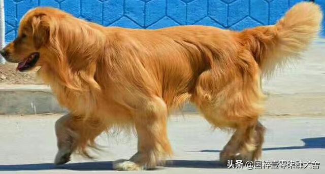 恶霸犬攻击性强吗，哪些狗狗看似面善，实际战斗力很强