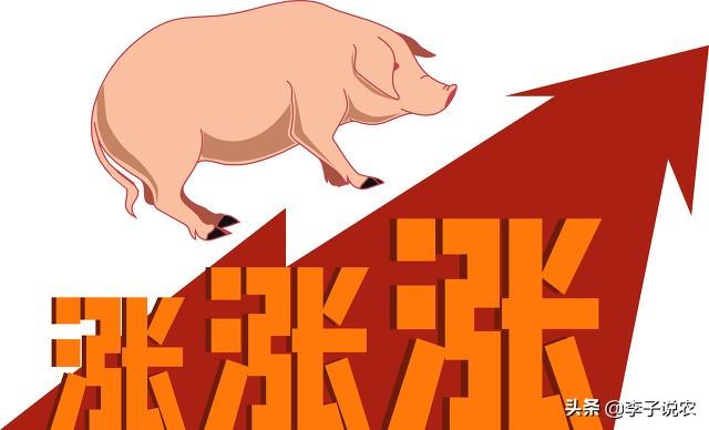 河南2019年4月活体獭兔价格:21年6月猪价还会上涨吗？