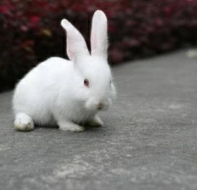 宠物兔子养殖:商品兔怎样饲养才能更快出栏？