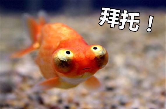 野生大熊猫误入水电站落水:虎跳峡以色列游客落水事件真相？
