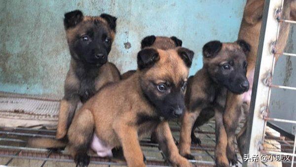 约克夏梗犬吧耳朵不立:阿拉斯加雪橇犬的耳朵为什么立起来了又垂下去了？