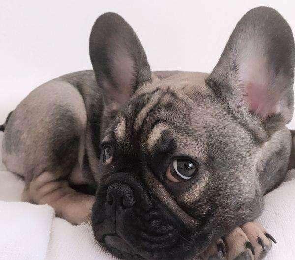 法斗犬百科:纯种法斗有什么特征？好养吗？