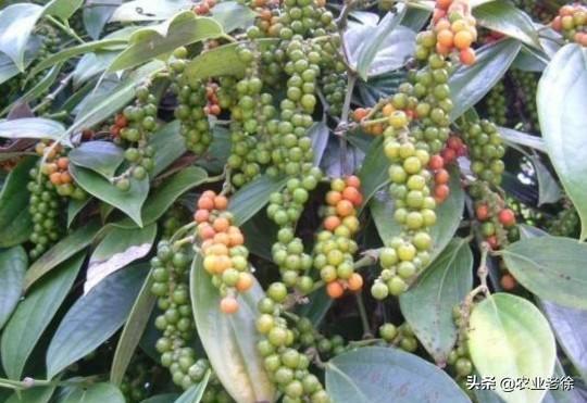 头条问答 胡椒的定植和管理技术有哪些 6个回答