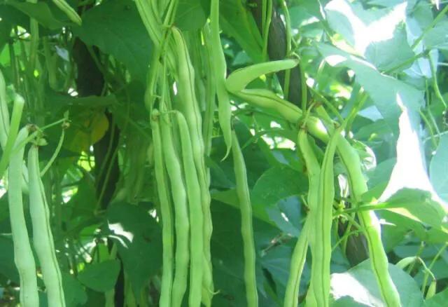 矮豆角种植在树下吗注意什么