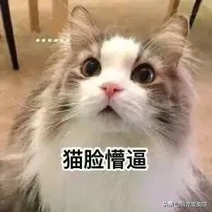 猫咪睡在猫砂盆:一个多月的小猫咪会用猫砂盆，但晚上还是乱尿，是怎么回事？