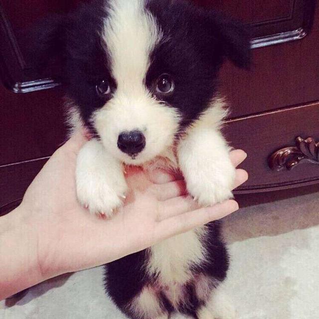 成都边境牧羊犬价格多少:失格的边境牧羊犬一般卖多少钱？