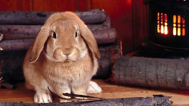 网红安哥拉兔好养吗，怎样喂兔子才能让兔子长得胖胖的为什么