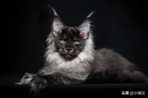 缅因猫与梨花猫的区别:这种属于缅因猫的哪一种啊？你怎么看？
