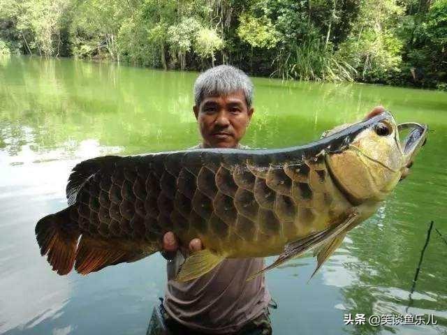 龙鱼可以吃大麦虫吗:银龙鱼可以喂食火腿肠吗？