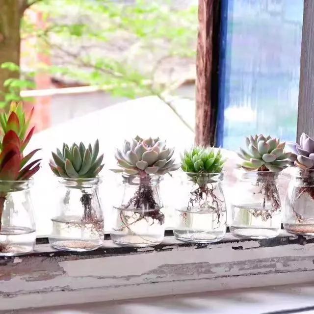 头条问答 无孔的玻璃瓶养多肉是什么原理 晨曦植物的回答 0赞