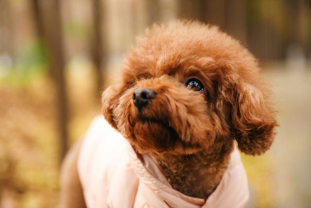 贝生吉犬是种好奇心很旺盛的狗:贝生吉犬幼犬 蝴蝶犬与博美犬，一样是玩具犬，为什么养前者的人数却很少？