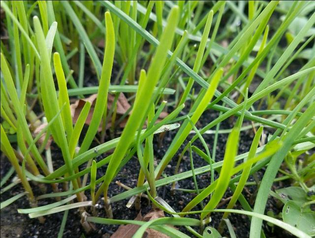 影响韭菜植株分蘖能力的因素有哪些?