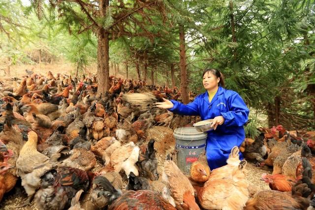 抓住救命稻草的野兽们:抓住救命稻草的野兽们百度云 在农村曾经风靡一时的“林下养鸡”，如今却人去林空，为什么？