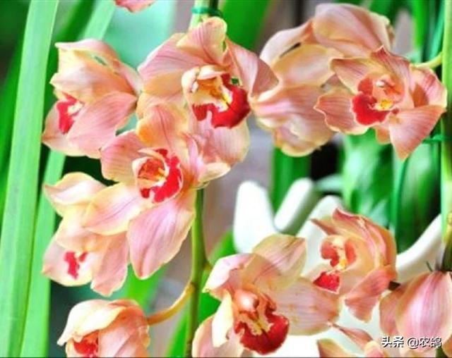 九子大花蕙兰图片大全:大花蕙兰到底什么时候才能开花？怎么做？