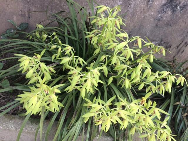 极挑嘉宾摘二级植物:有人说香榧贵是因为采摘困难，是真的吗？