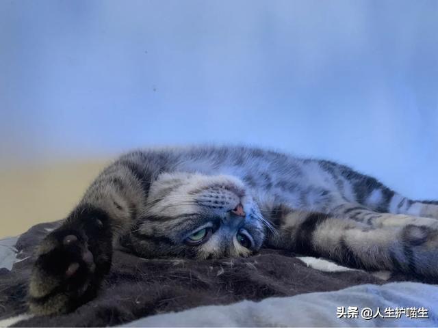 蓝眼白猫脾气好不好:每只猫的性格真的都不同吗？