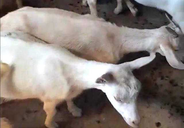 养殖羊的利润:肉羊养殖的利润与成本 一般情况下，200只基础母羊的年利润是多少？