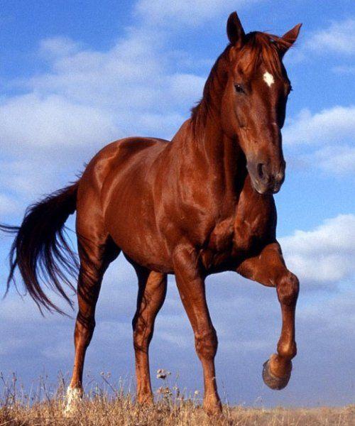 头条问答 - 三国时期的的卢马有那么邪气吗?(10个回答)