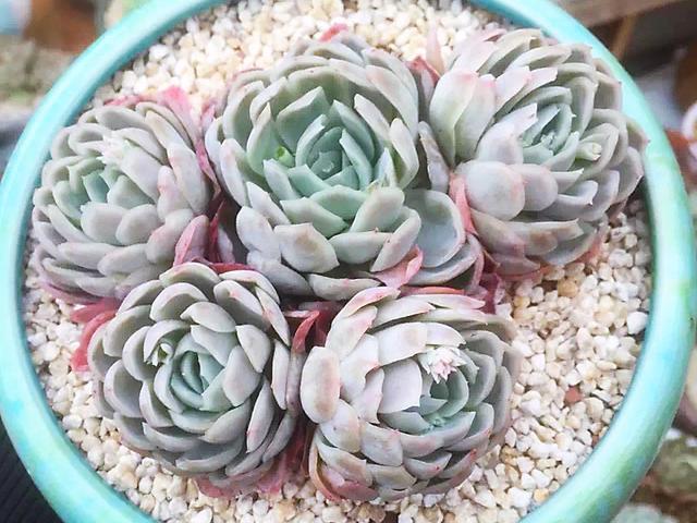 头条问答 多肉植物雪球和粉蓝鸟好度夏吗 6个回答