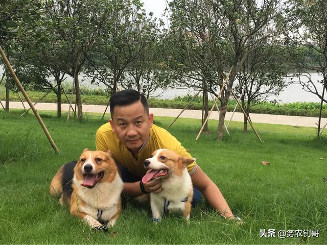 超大型犬:哪些品种狗狗养起来比较难？ 超大型犬排名