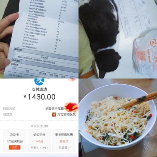 1伟嘉干粮帮助猫咪消化:猫猫尿血了怎么办？带去宠物医院做了好多检查，有必要全做吗？