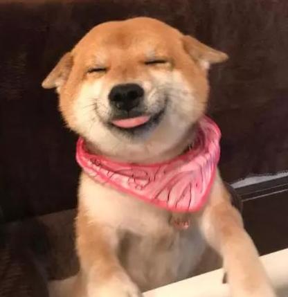 开心狗狗:什么狗狗会哄人开心，带来欢乐？为何？