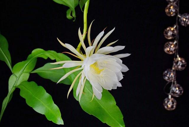 韩寒代笔:对于池子的昙花一现您有什么看法