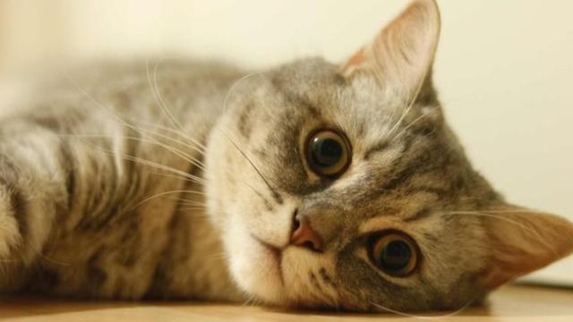 曼基康猫有长腿吗:罗槟为什么不和栗娜结婚？