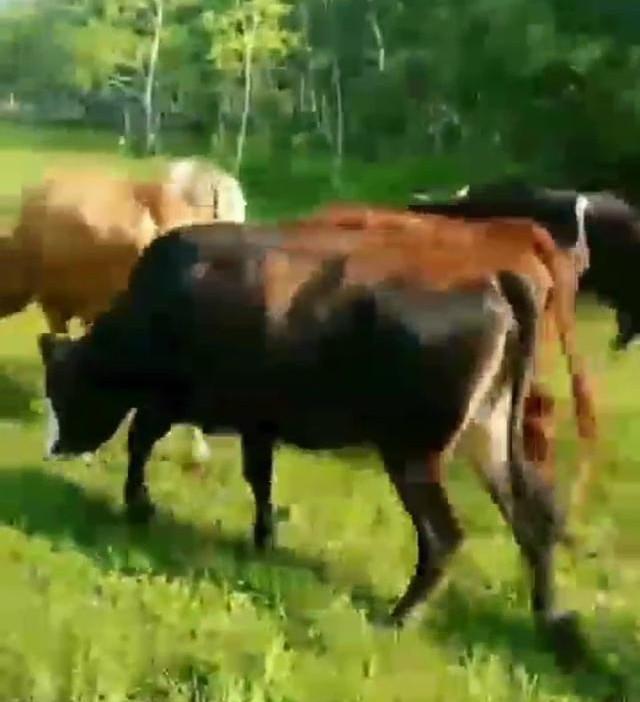 养奶牛,在农村养奶牛有前途吗？为什么？