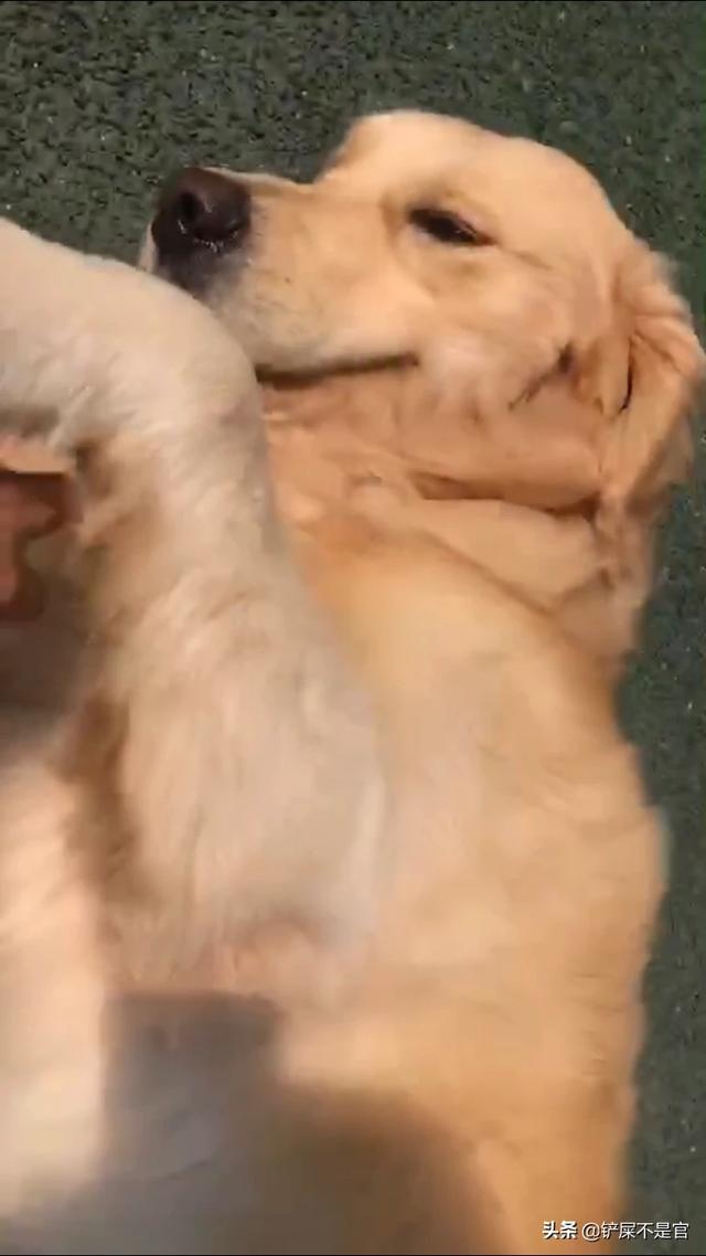 体味很大、很臭的狗狗有哪些？