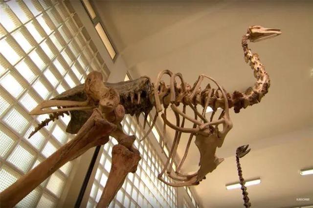 马达加斯加象鸟:1500年前发生什么为何马达加斯加看不到巨型动物，受谁影响