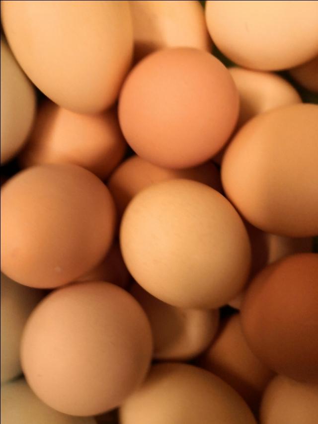 红白皮鸡蛋哪个营养更高，鸡蛋，红壳好还是白壳的好