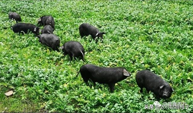 唐山小香猪养殖场:养殖香猪需要注意哪几点，怎样才能快速提高香猪的体重？ 四川哪里有小香猪养殖场